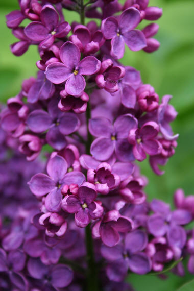 Красивые фото сирени, картинки и рисунки сирени